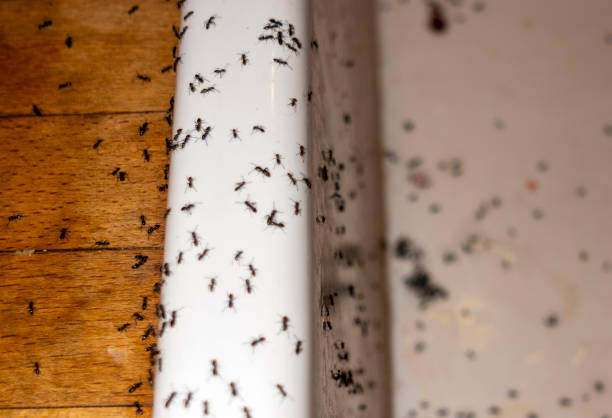 Reliable Bayou Gauche, LA Pest Control Solutions